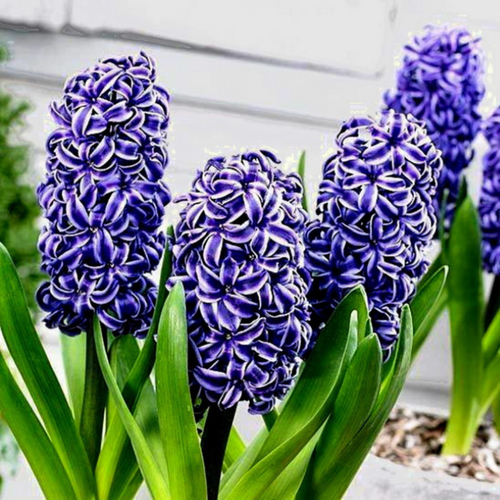 ���������� ������� ���������(2 ��)