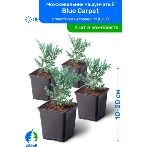    Blue Carpet ( ) 10-20     P9 (0,5 ), ,   ,   4 