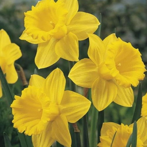 ���������� �������� ������, botanica garden, ������� �����. ( 3 ����� )