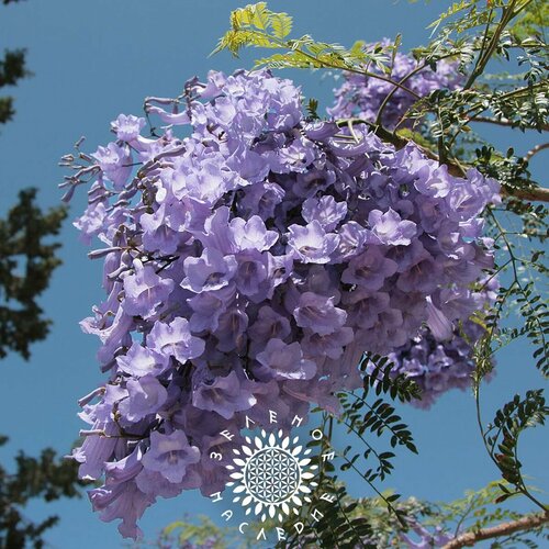    -   (. Jacaranda mimosifolia) 20    , -, 