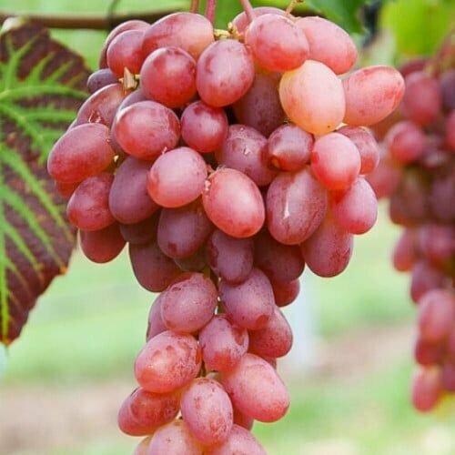 ���������� �������� ������ ������ (2 ��)