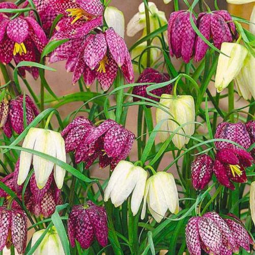 ���������� �������� ������, chipollino flowers, ����������� MELEAGRIS MIX (10 �������)