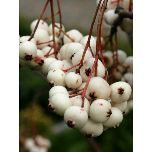   ʸ (Sorbus koehneana), 10    , -, 