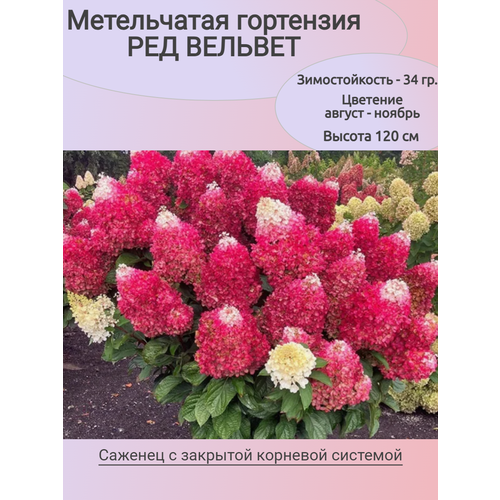 ���������� ����������� ��������� ��� ������� (������� ���)