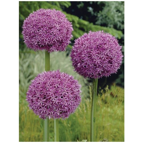     (Allium giganteum), 15    , -, 