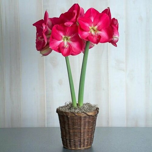 ���������� ����������� ��������� ��������, Hippeastrum Candy Queen, ������