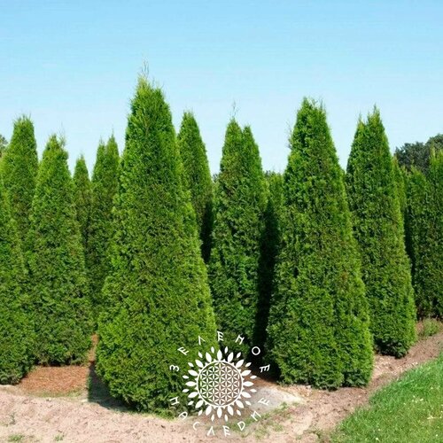     (. Thuja occidentalis Brabant) 100    , -, 