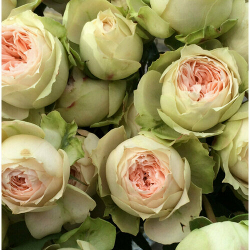 ���������� ���� ����� ������� (Pavlova) / 1 ��, ��� ������� � �����������