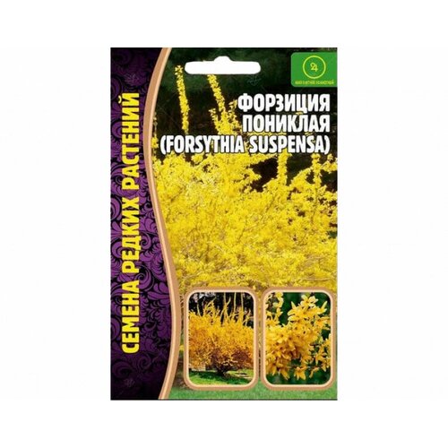     (forsythia suspensa) (20 )