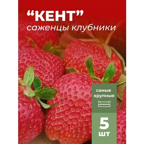 ���������� �������� ����� ������������� ���� �������/��������� �������� 5 ��