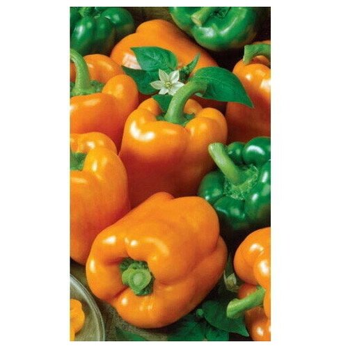 ���������� ������ ����� ������� ���� ��������� F1 (��) �/�