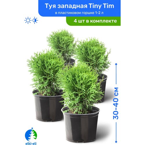   Tiny Tim ( ) 30-40     1-2 , ,   ,   4    , -, 