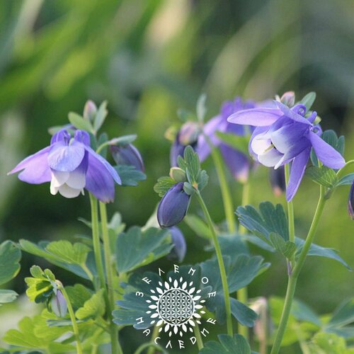     -   (. Aconitum septentrionale) 25