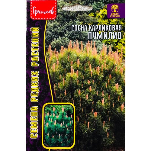 ���������� ������ ����� ���������� 