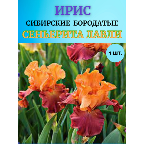 ���������� ���� �������� ��������� �����, ����������� �����