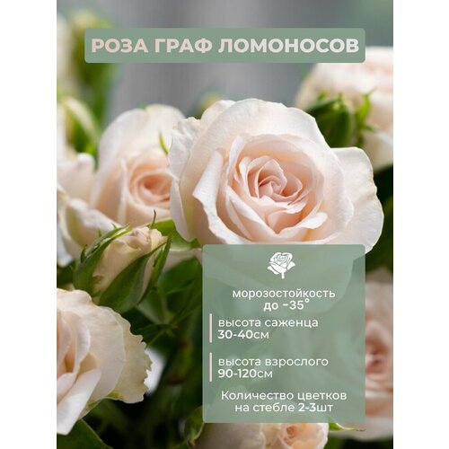 ���������� ������� ���� ���� ��������