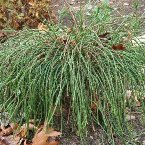 ���������� ��� ���������� ������� (Szkolka roslin A.M (������)), 1 ������� � ������ 15-20 ��