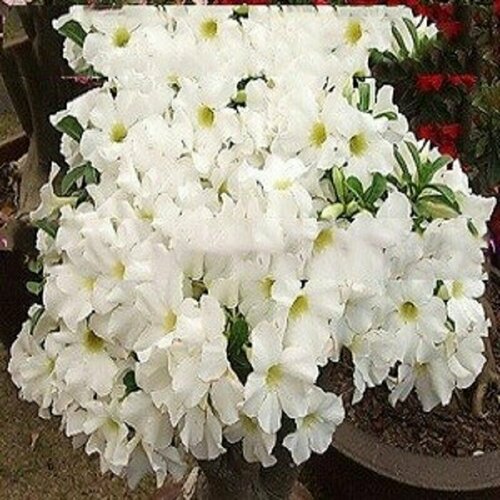 , Adenium Obesum Desert Rose WHITE KING, ,    , -, 