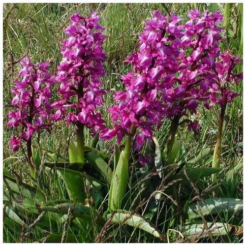 ���������� ������ ������ �������� ��������� 500 ��.