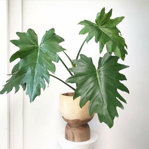   , Philodendron Lacerum, 