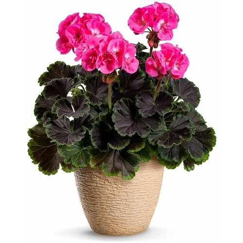 ���������� ���������� (������) ������ ���� ������, ��������� �����������, ������ � ������ ������, ����� ������ ������� ���, 4 �� �����