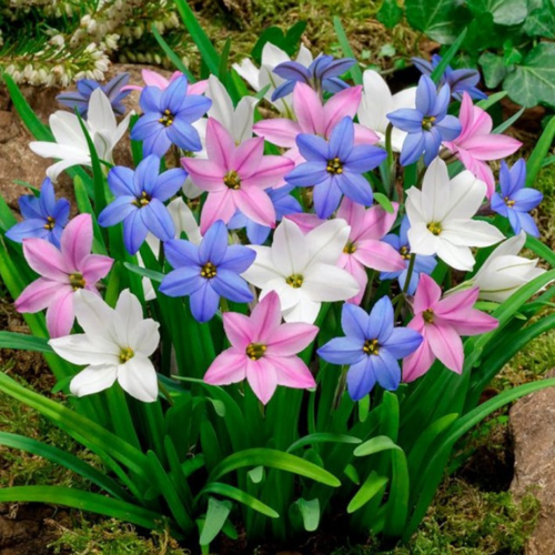 ���������� �������� ������, botanica garden, ������ ���� �������, ( 10 ���� )