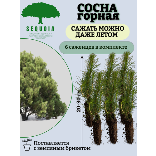 ���������� ����� ������ 6 ��������