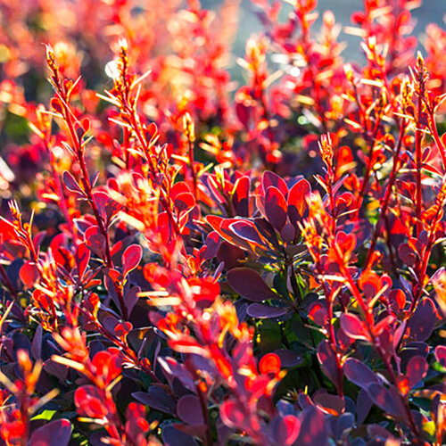 ���������� �������� �������� ��������������� �����, ������, 20 ��