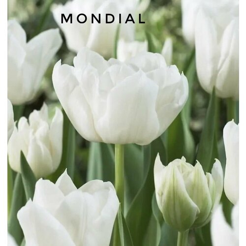 ���������� �������� ����������� , �������� ���� MONDIAL ����� (4 �����)