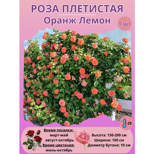 ���������� ���� ��������� ����� �����, ����������� �����