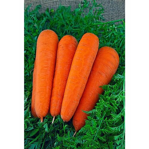 ���������� ������ ������� 