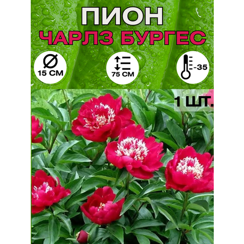 ���������� ���� �����������, ������ ������� ��� �������