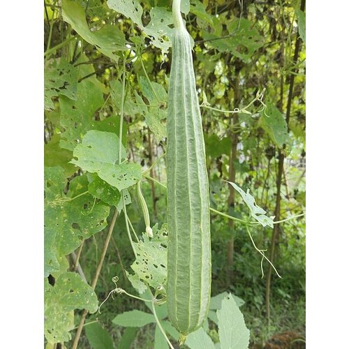     (Luffa acutangula), 5 