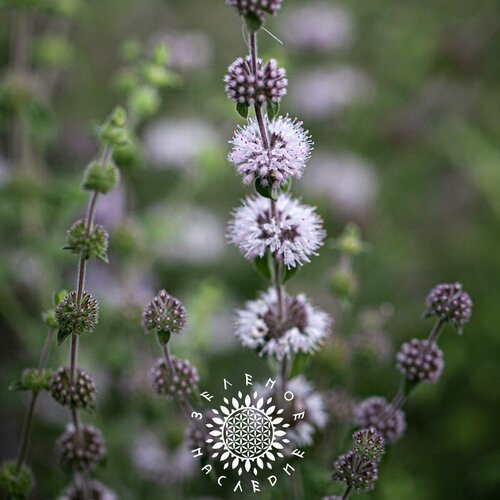     (. Mentha pulegium) 200   Green Legacy