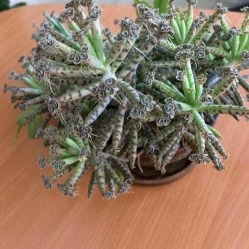 ���������� �������� �������������, Kalanchoe Tubiflora, ������