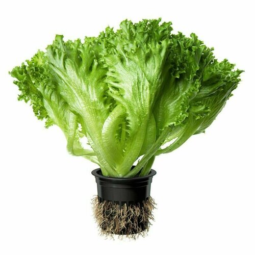 ���������� ����� ��� ���, ��������� ������ �������� ����� ���� ������� � ���������� ������� �������� �������� ��� ������� �����������, 20 �����