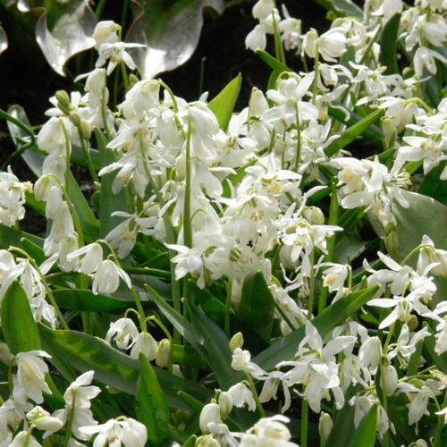 ���������� �������� ������, bulbs servise, ������ �������� ����� ����� ( 10 ���� )