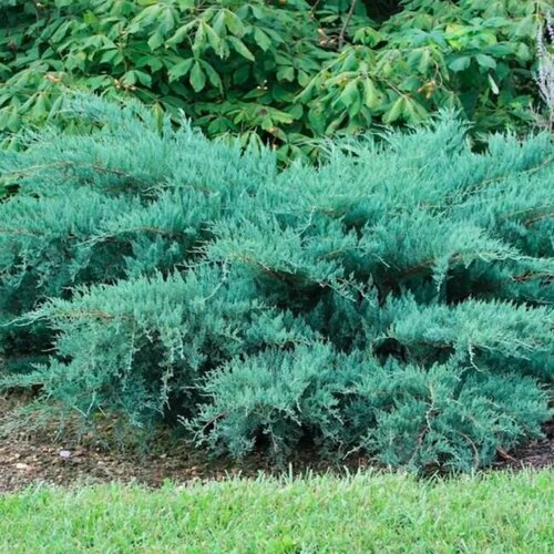 ���������� ������������ ������� ����������� ������