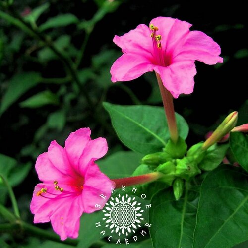     -   (. Mirabilis jalapa) 5 