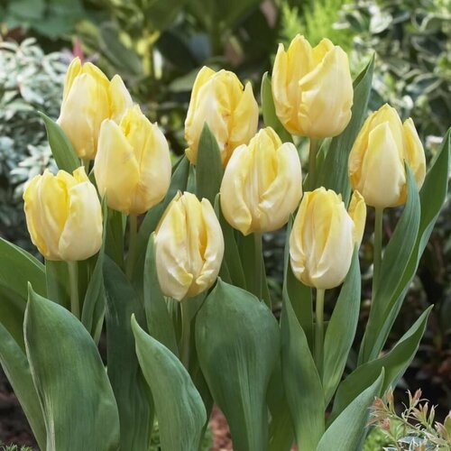    (3 ) Holland Bulbs ()   , -, 