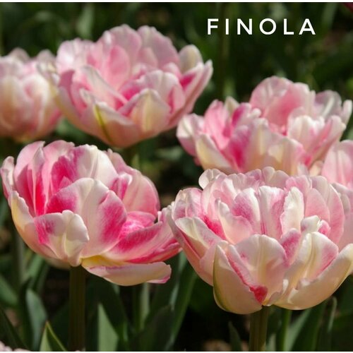 ���������� �������� ����������� , �������� 12+ ���� FINOLA ����-������� (5 ����)