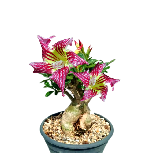 ���������� ������������ ������ ������� Pam Pam