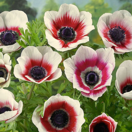 ���������� �������� ������, chipollino flowers, ������� BICOLOR (10 �������)