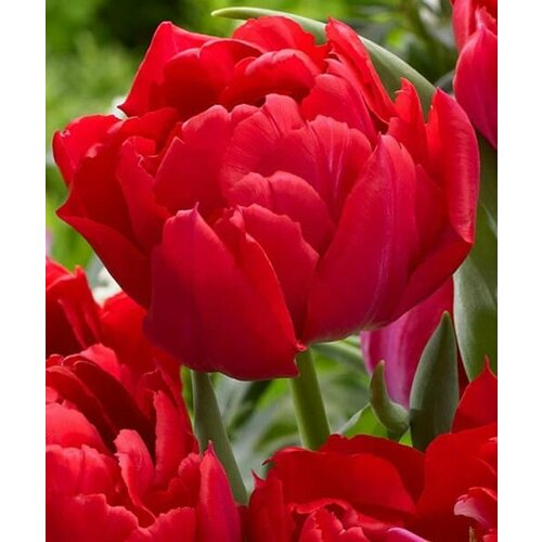 ���������� �������� ����������� , �������� ���� FIRST PRICE ( 8 ���� ������ )