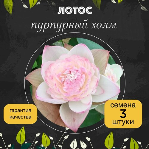 ���������� ����� ����������� 