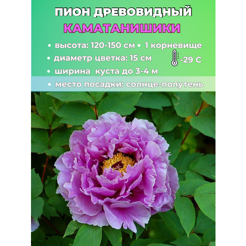 ���������� ���� ����������� ������������, ������� 1 �����