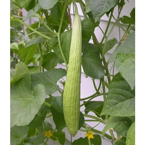 ���������� ������������� ������ ������ ���������