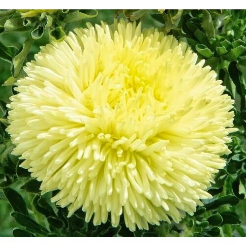 ���������� ����� ������ ������, ����� ������� ������ ����������, �������� �� ���������� ������������� �����, 35 �����