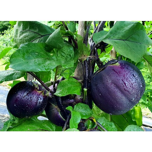 ���������� ������ �������� ������� ������� (Nagaoka Kinchaku) / Seeds And Goods / � �������� zip-lock ��� ���������� 15 �����