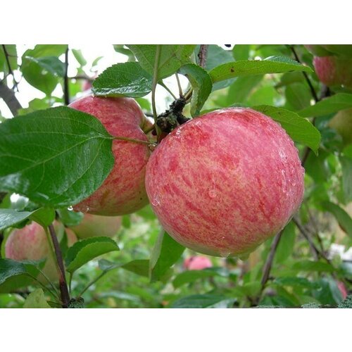 ���������� ������� ������ �������� ��������� ( 3-4 ���� , �7,5 , 125-150 �� )